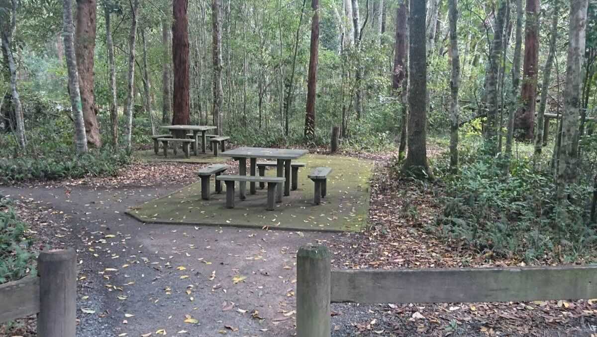 Springbrook National Park Forest Park picnic area