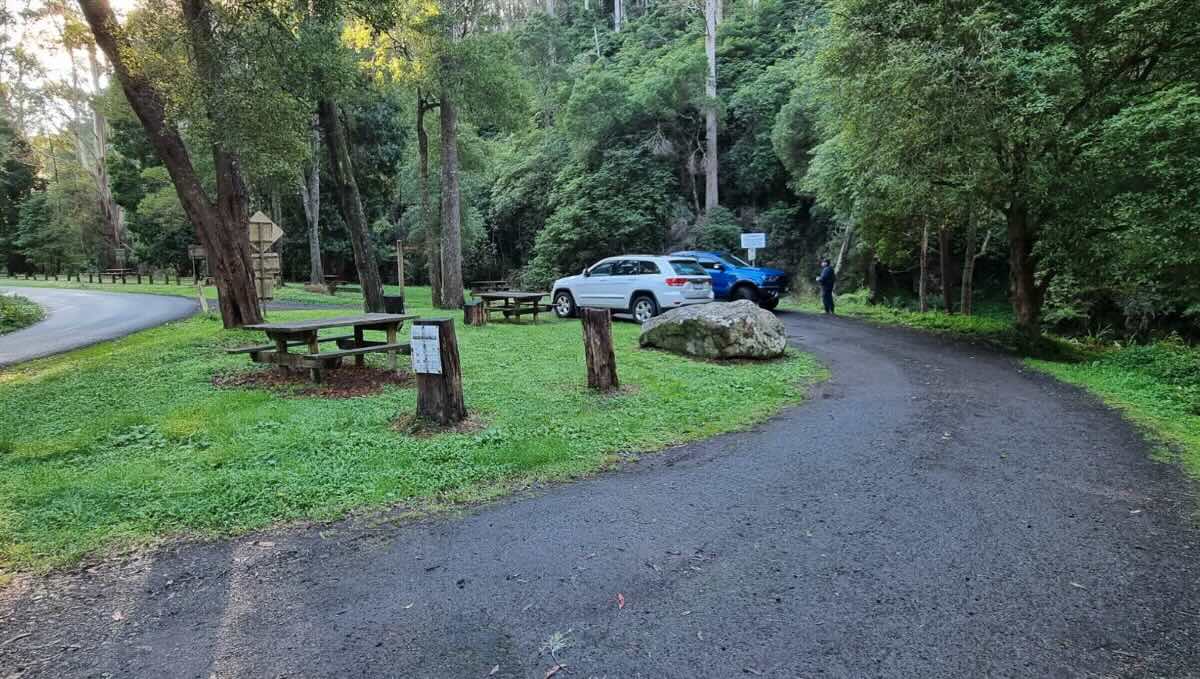 Tarra Valley Road Tourist Rest Point – Free Camping in Tarra-Bulga National Park