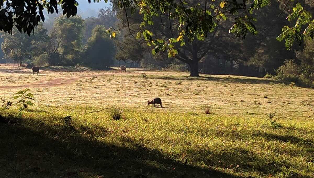 Yandilla Camping And Farm Stay