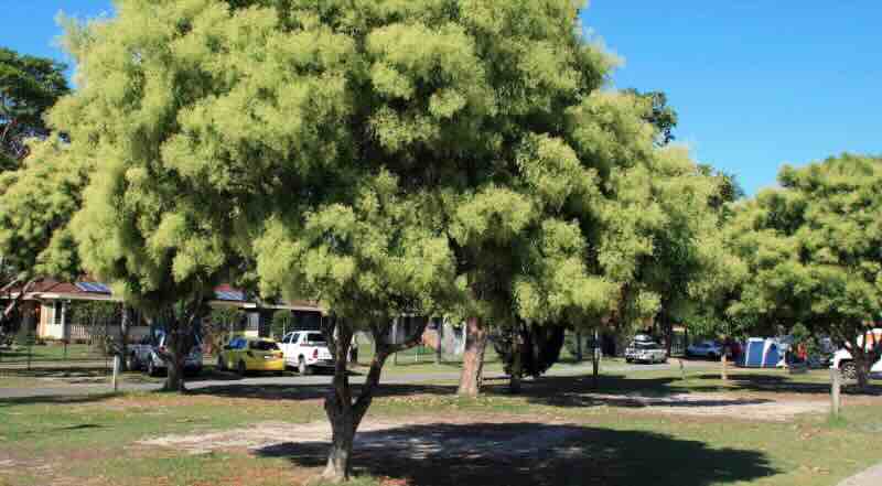 Shoal Bay Holiday Park