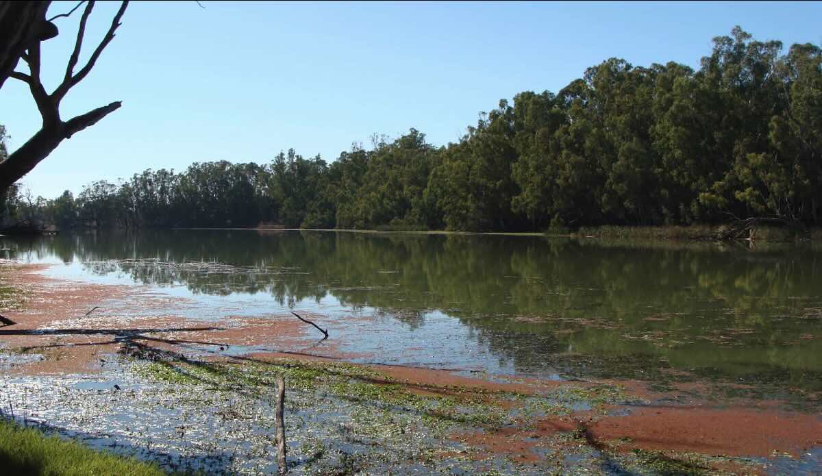 Town Pumps Campsite (Walsh’s Bend) – Secluded Riverfront Camping on Robinvale’s Doorstep